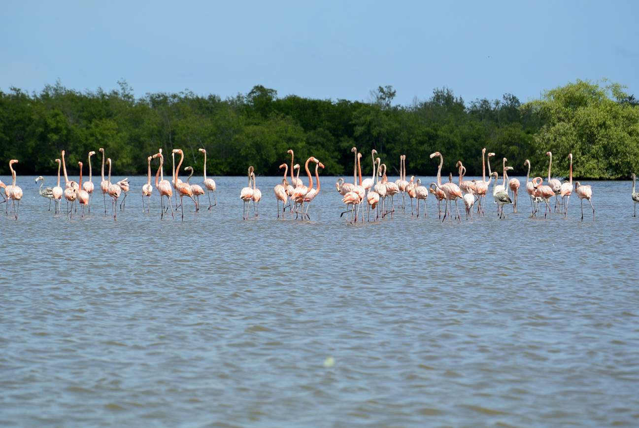 Suriname Oost-Zuid-West Rondreis  13